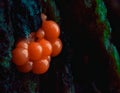 Myxomycetes, yellow hanging