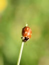 Striped ladybird Myzia oblongoguttata beetle in green environment