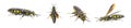 Myzinum obscurum is a species of wasp in the family Thynnidae. Female with large abdomen shiny black with yellow spots isolated on
