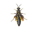 Myzinum obscurum is a species of wasp in the family Thynnidae. Female with large abdomen shiny black with yellow spots isolated on