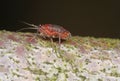 Myzus persicae, known as the green peach aphid or the peach-potato aphid. It is a vector of viruses causing plant diseases.