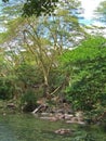 Hippopotamus lazing in the clear green waters of Mzima Springs - Kenya -- Africa, Portrait Royalty Free Stock Photo