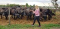 MÃÂ³rahalom, Hungary - 2019.04.27.: Blond girl in pink jacket, black tight jeans and sport shoes giving carrots to buffaloes in a