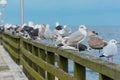 Many seagulls are sitting on pier