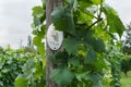 Vine plants with a `MÃÂ¼ller-Thurgau` sign on a vineyard