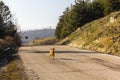 N Abandoned Pet Dog On A Country Road Royalty Free Stock Photo