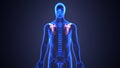 3D Illustration of Human Body Bone Joint Pains Anatomy Scapula