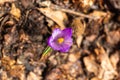 N Closeup Of Young Purple Forest Flower