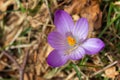 N Closeup Of Young Purple Forest Flower