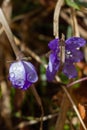 N Closeup Of Young Purple Forest Flower