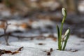 N Closeup Of Young White Forest Flower