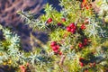 N Country Wild Winter Plants Background