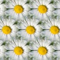 N Daisy Abstract Background Royalty Free Stock Photo