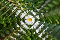 N Daisy Abstract Background Royalty Free Stock Photo