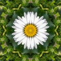 N Daisy Abstract Background Royalty Free Stock Photo