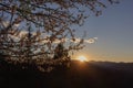 N Evening Sunset Forest Plants and Flowers