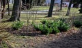 N evergreen shrub in front of a fence made of light wooden planks will improve the opacity of the street. protects the garden from