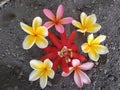 Frangipani flower background beauty garden