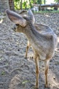 White-tailed deer,Mexican, La Ventanilla Beach, Santa MarÃÂ­a Tonameca, Oaxaca Royalty Free Stock Photo