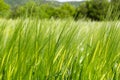 N Light Green Grass Under The SunCloseup Royalty Free Stock Photo