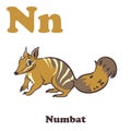 N for Numbat