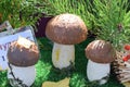 three beautiful mushroom fungus under a pine branch
