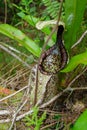 Nepenthes rafflesiana. Giant form of N. rafflesiana