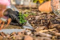 N spring, a woman removes weeds