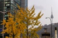 N tower seen from the city centre of Seoul. Autumn season: tree with yellow leaves at the foreground. Pictured from the city Royalty Free Stock Photo