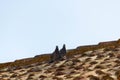 N Two Birds on a old tiled rooftop Royalty Free Stock Photo
