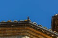 N Bird on a old tiled rooftop Royalty Free Stock Photo