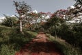 Red flamboyant tree, green grass, and a blue, blue sky. Royalty Free Stock Photo