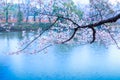 Sakura Lake-Jiangxi Academy of forestry Royalty Free Stock Photo