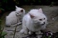 a white cat is sitting on the concrete, behind her is her little white kitten Royalty Free Stock Photo