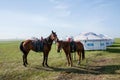 Naadam Mongolian herders meeting