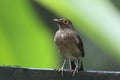 Naaktooglijster, Bare-eyed Thrush, Turdus nudigenis Royalty Free Stock Photo