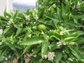 Naartjie Tree in blossom