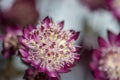 Naatural macro of a purple astrantia blossom on blurred backgrround