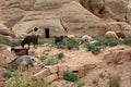 Nabataean Rock city of Petra, Grazing goats, Jordan Royalty Free Stock Photo