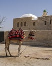 A Fancy Camel in Israel Royalty Free Stock Photo