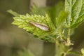 Nabis limbatus small insect on a green leaf