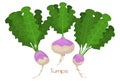 Three Turnips Or Radishes Illustration, Vegetable