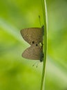 Nacanuba butterfly mating with green blurry background
