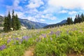 Naches Peak Loop Trail near Mt.Ranier hiking trail with wild flowers.