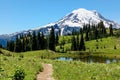 Naches Peak trail, flowering alpine meadows & Mount Rainier, WA Royalty Free Stock Photo