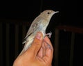 Nachtegaal, Common Nightingale, Luscinia megarhynchos Royalty Free Stock Photo