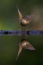 Nachtegaal, Common Nightingale, Luscinia megarhynchos