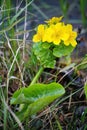 Nachtkerze. Evening Primrose. yellow flower water bathers. Royalty Free Stock Photo