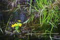 Nachtkerze. Evening Primrose. yellow flower water bathers. Royalty Free Stock Photo
