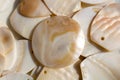 Nacre seashell background texture Royalty Free Stock Photo